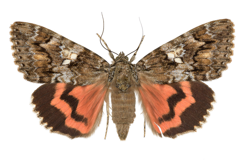 Familie der Eulenfalter,  Fundort Perl, 65 mm Flügelspannweite